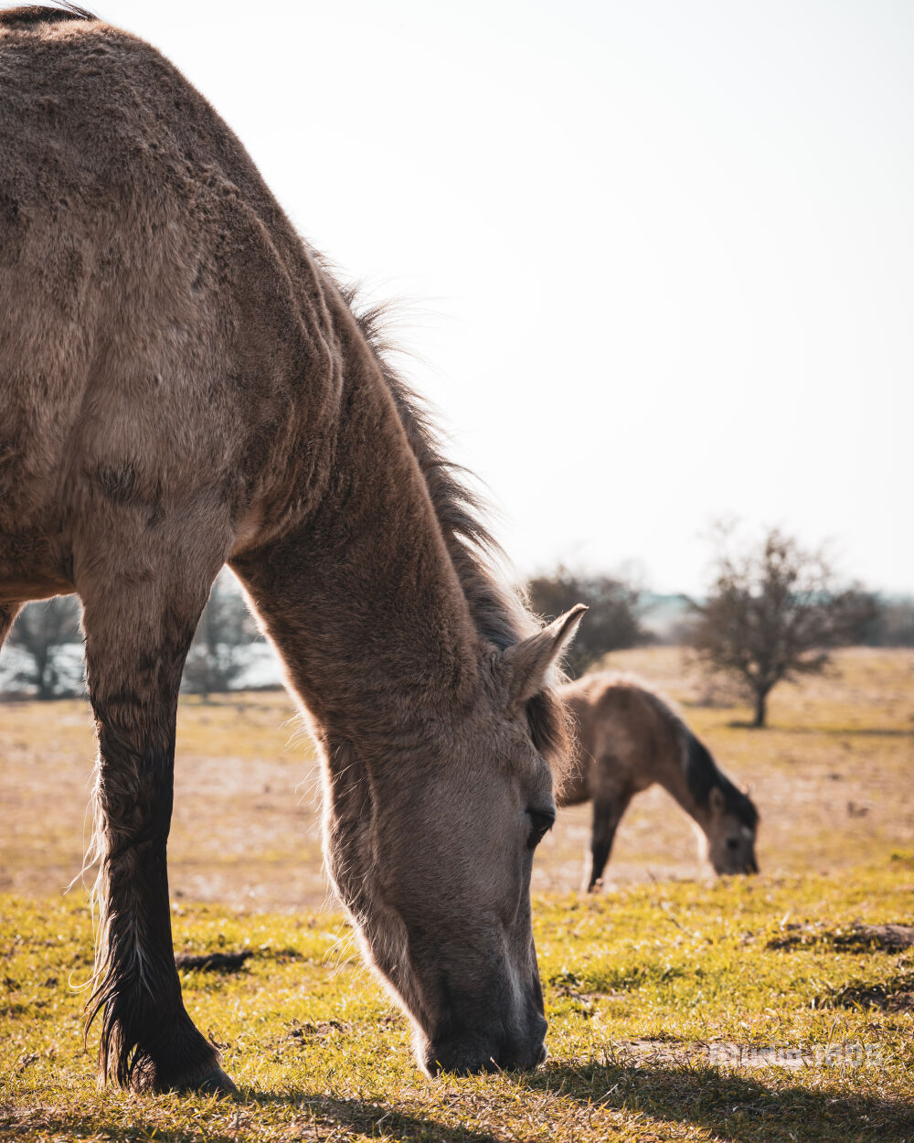 Grazende paarden