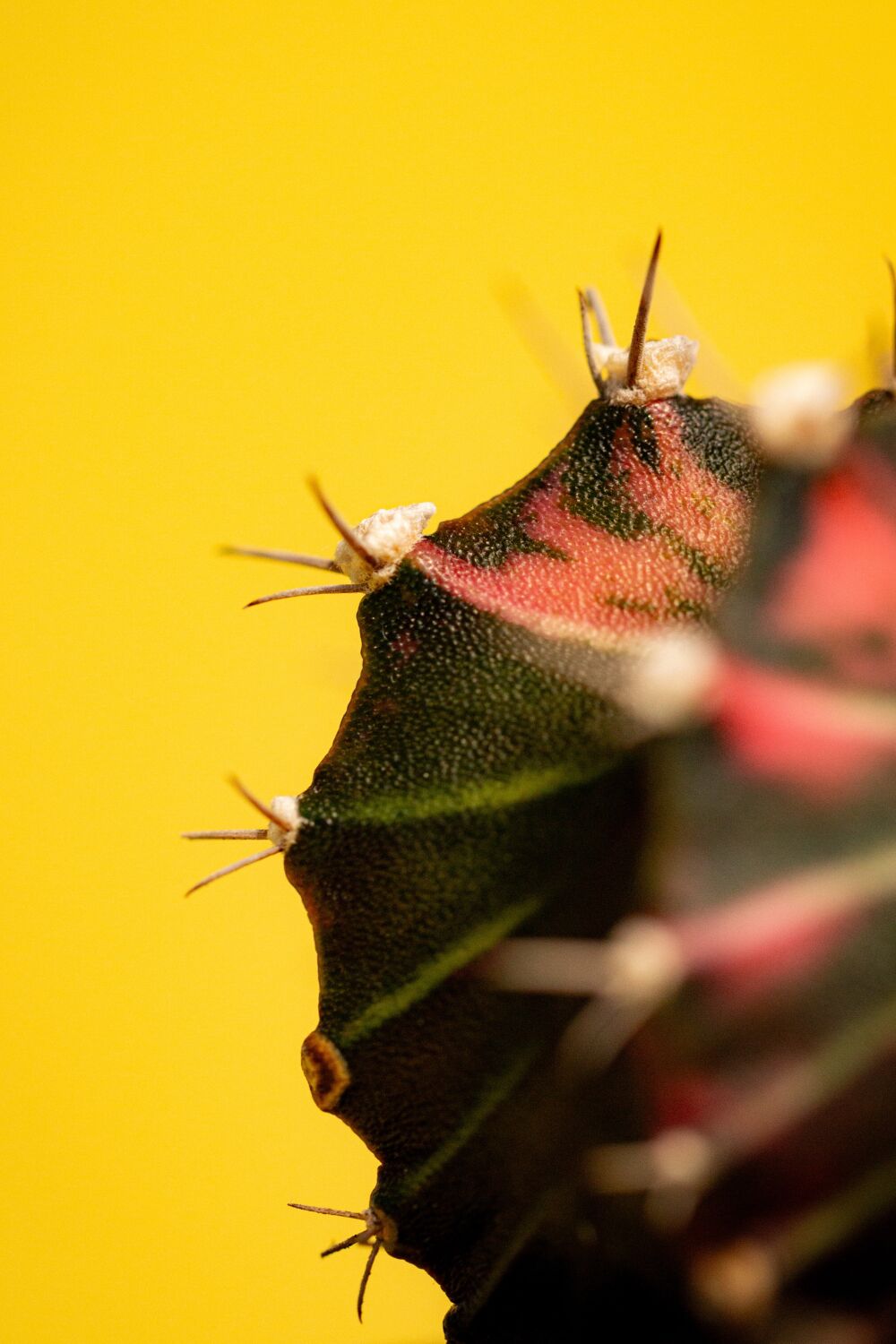 cactus close-up op een gele achtergrond