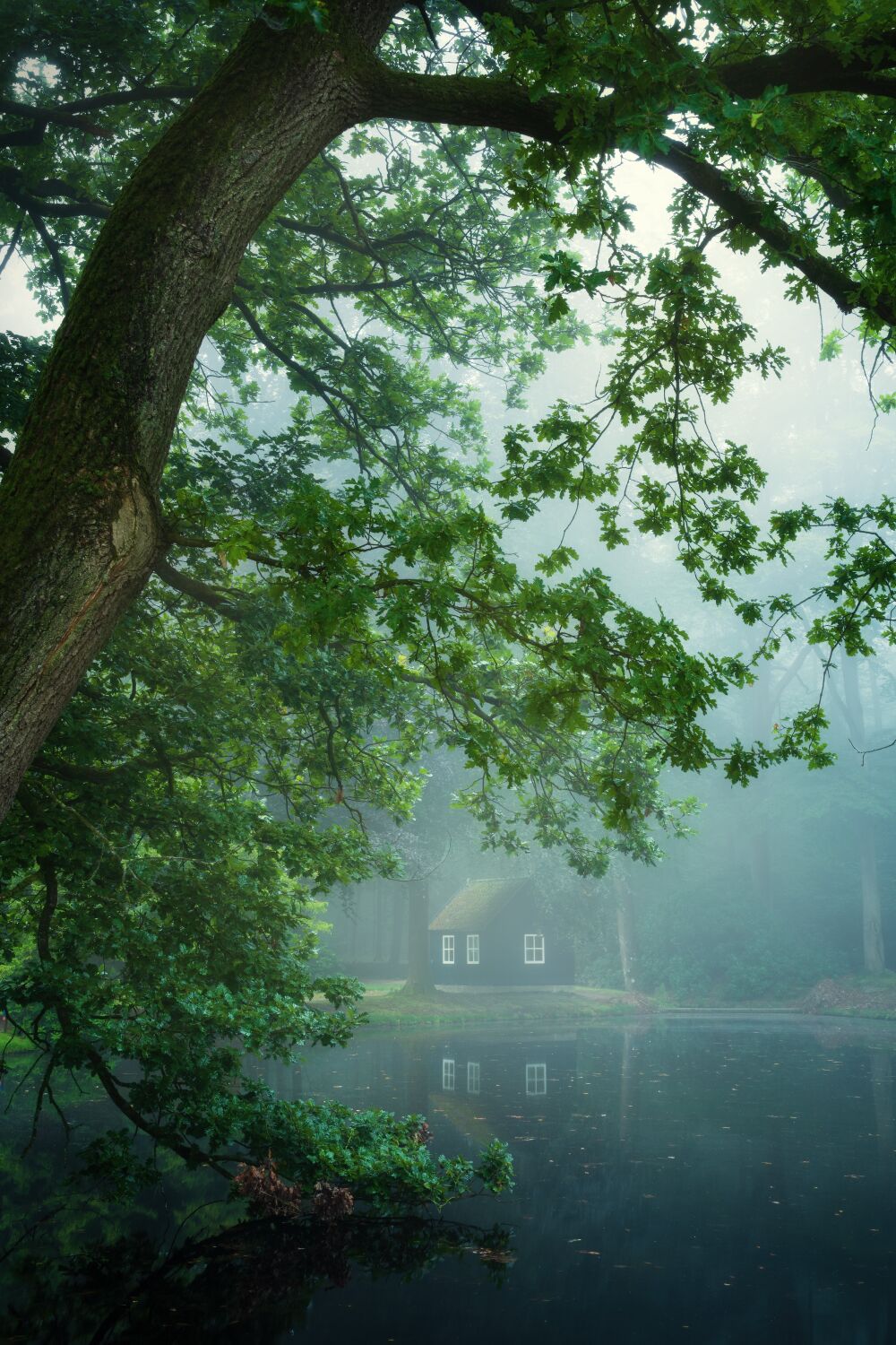 De Nederlandse bossen - Gelderland