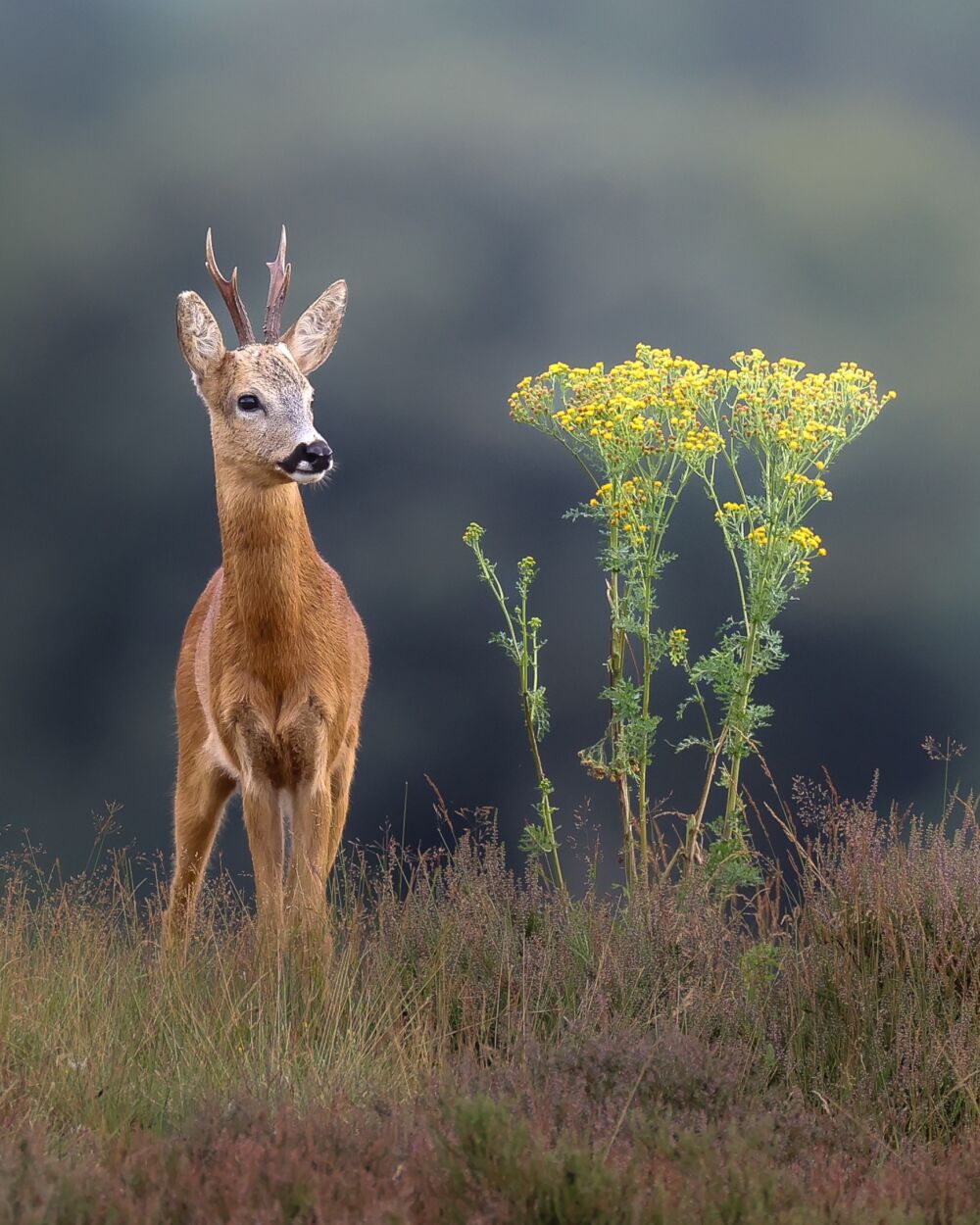 Ree bij de bloemen (Staand)