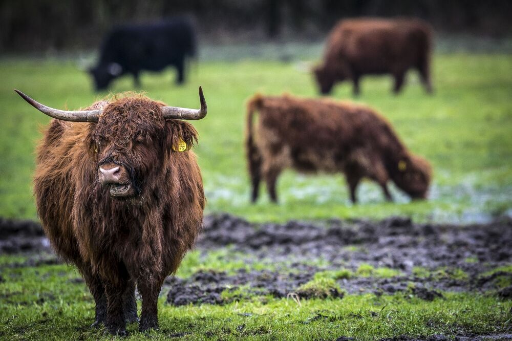 Schotse hooglander