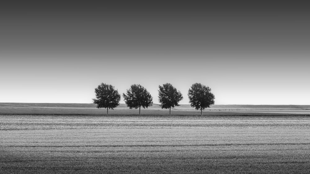 Bomen in de Noordpolder in Zwart Wit