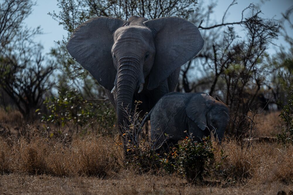 Elephant with Calf in Kruger National Park, South Africa