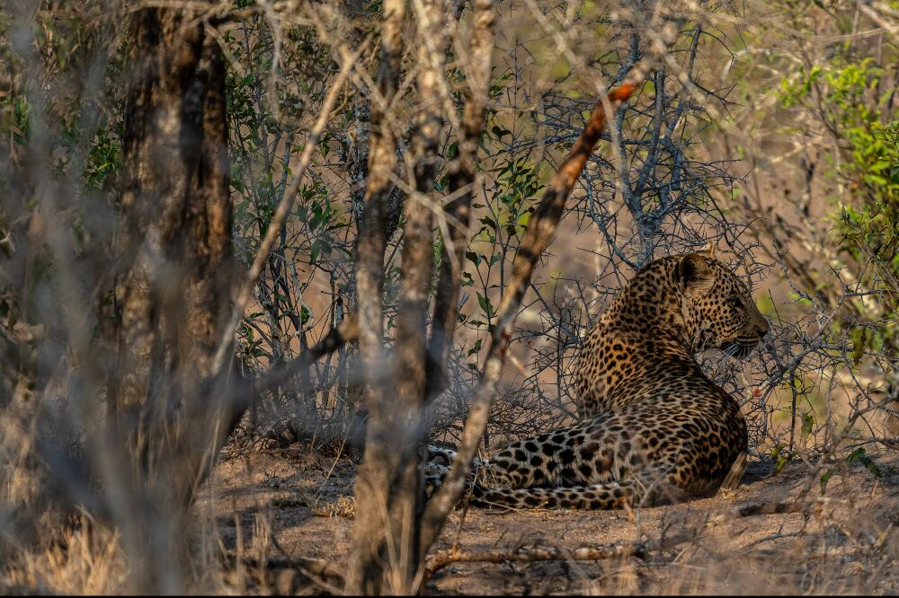 Leopard hidden in the Bush, Kruger National Park, South Africa