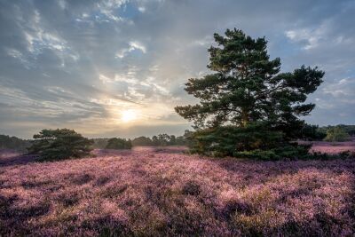 Fine Art landschaft mit den schönen farben der natur während des sonnenaufgangs auf der heide