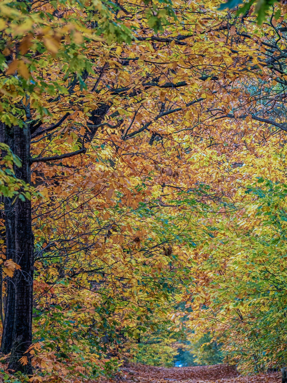  Mattemburgh in fall colours