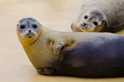 Twee zeehonden op een zandbank