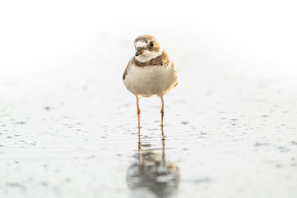 Teder Watermoment - Kleine plevier in Reflectie - vogel - strand