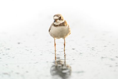 Teder Watermoment - Kleine plevier in Reflectie - vogel - strand