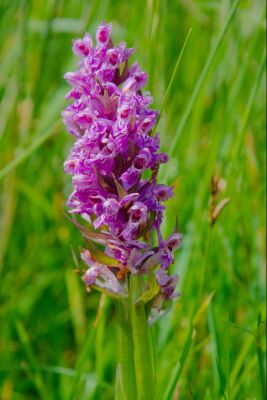 Orchidee op Texel in het gras