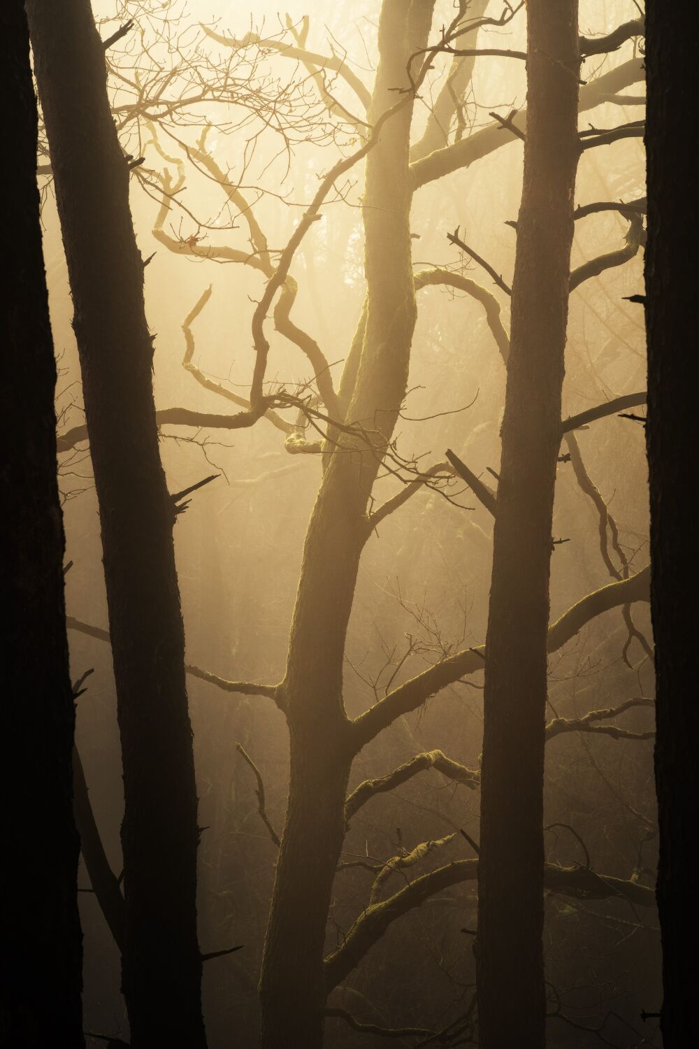 Bomen en bossen - Duitsland