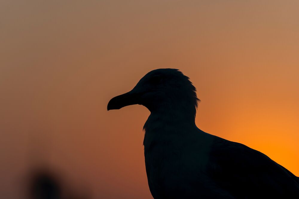 Silhouet van een Meeuw bij Zonsondergang