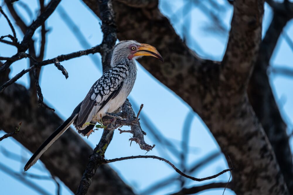 Southern Yellow-billed Hornbill in a Tree, Kruger National Park, South Africa