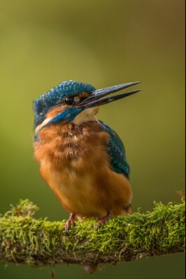 IJsvogel aan het uitrusten van het vissen