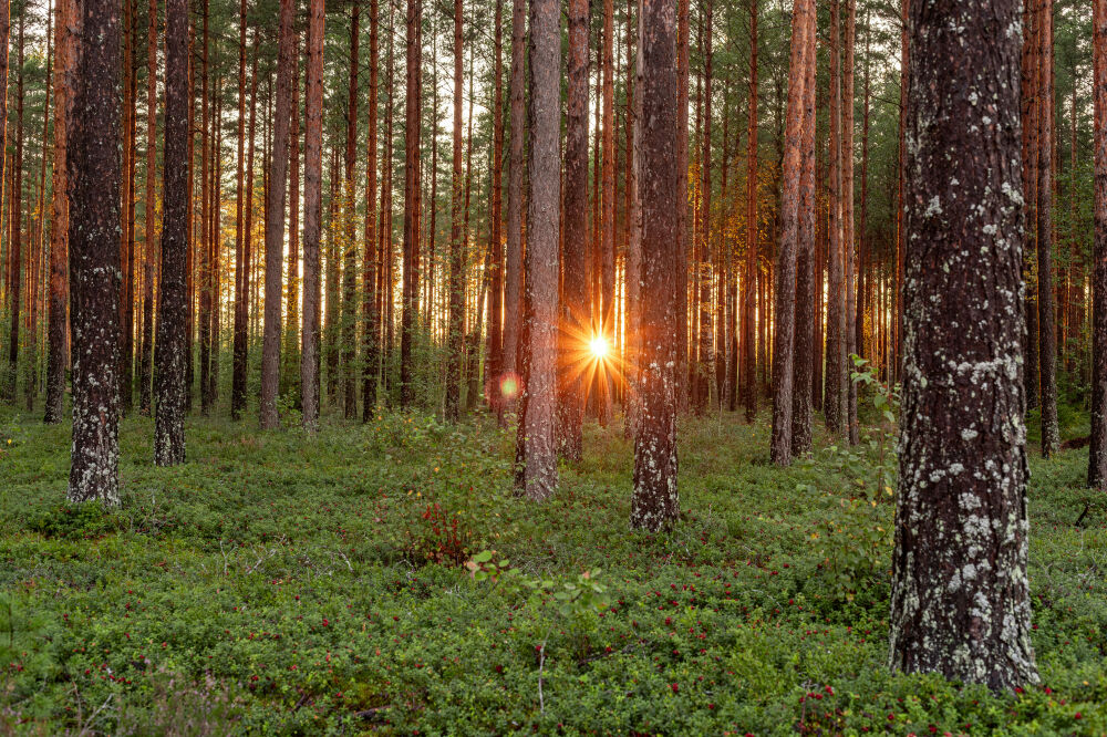 Finland, zonsondergang in het bos