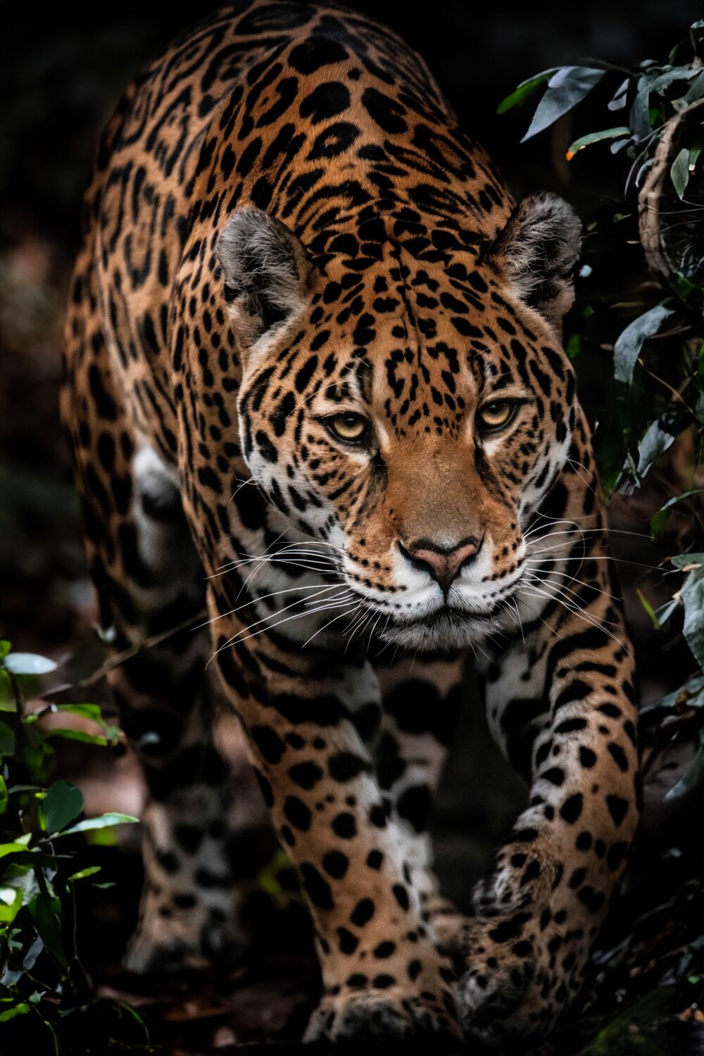 Jaguar