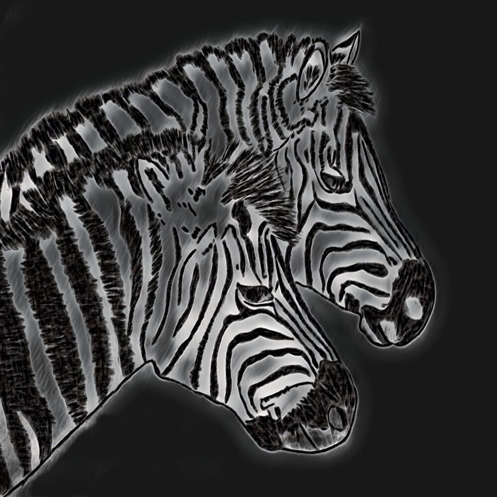 Tekening van zebra's en deze digitaal bewerkt.