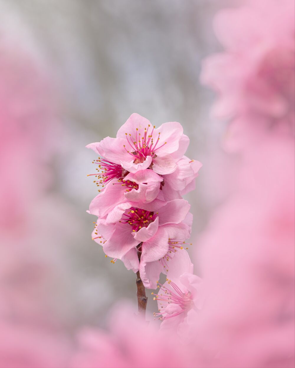 Tedere Bloei: Roze Bloesem in Focus