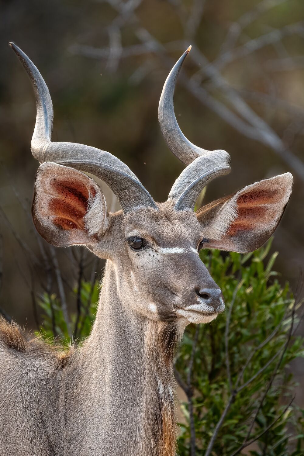 Portrait of a Male Kudu with Impressive Horns, Kruger National Park, South Africa