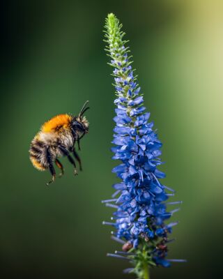 Bumblebee in flight