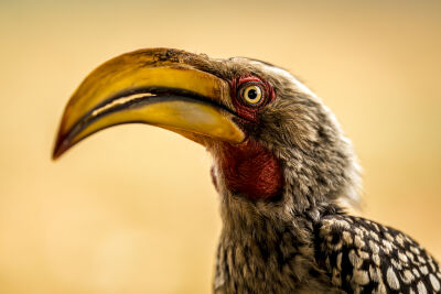 Yellow-billed hornbill