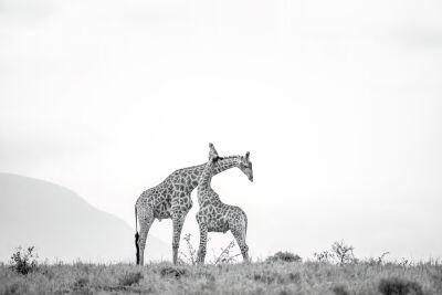 Giraffen liefde