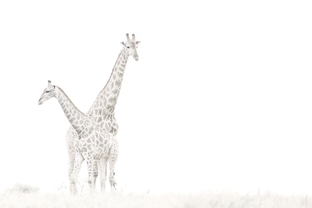 Fine art giraffen