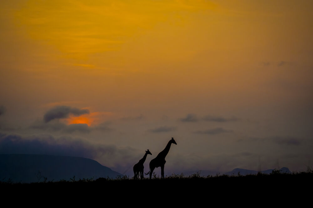 Giraffen bij zonsondergang