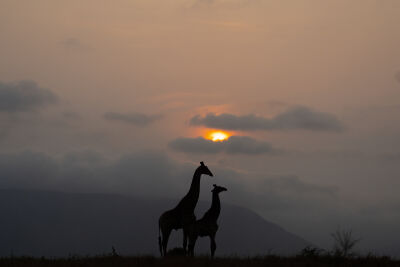 Sunrise giraffes