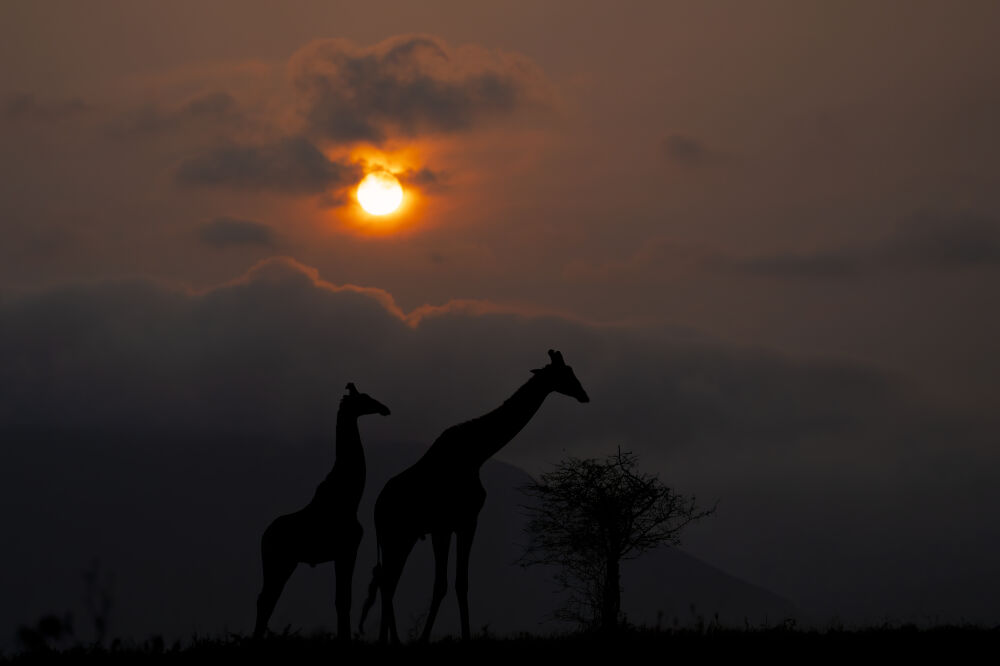 Giraffen met zonsopkomst