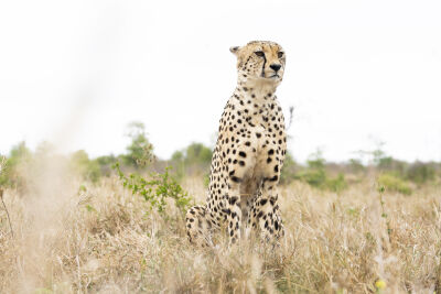 Cheetah in het Afrikaanse veld