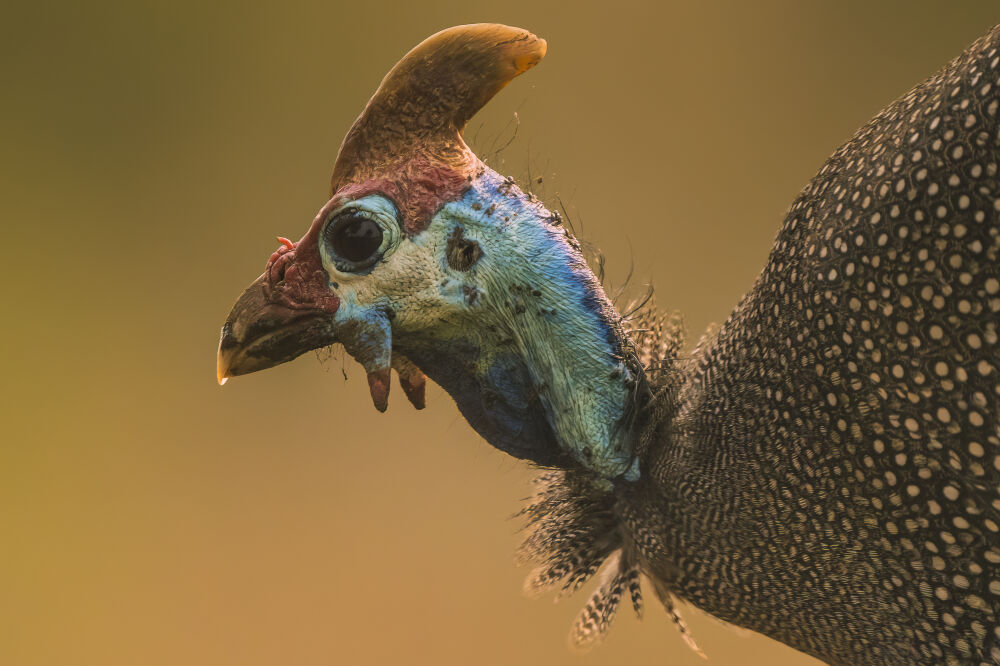 Helmet guineafowl