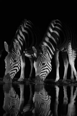 Zebra in de nacht 1