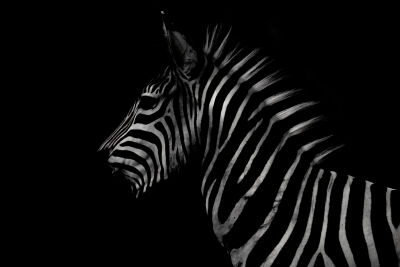 White stripes (by zebra)