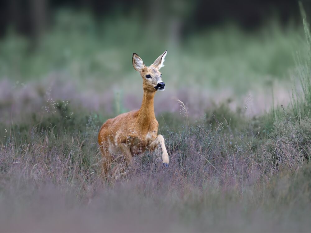 Wildlife_PG Jumping deer