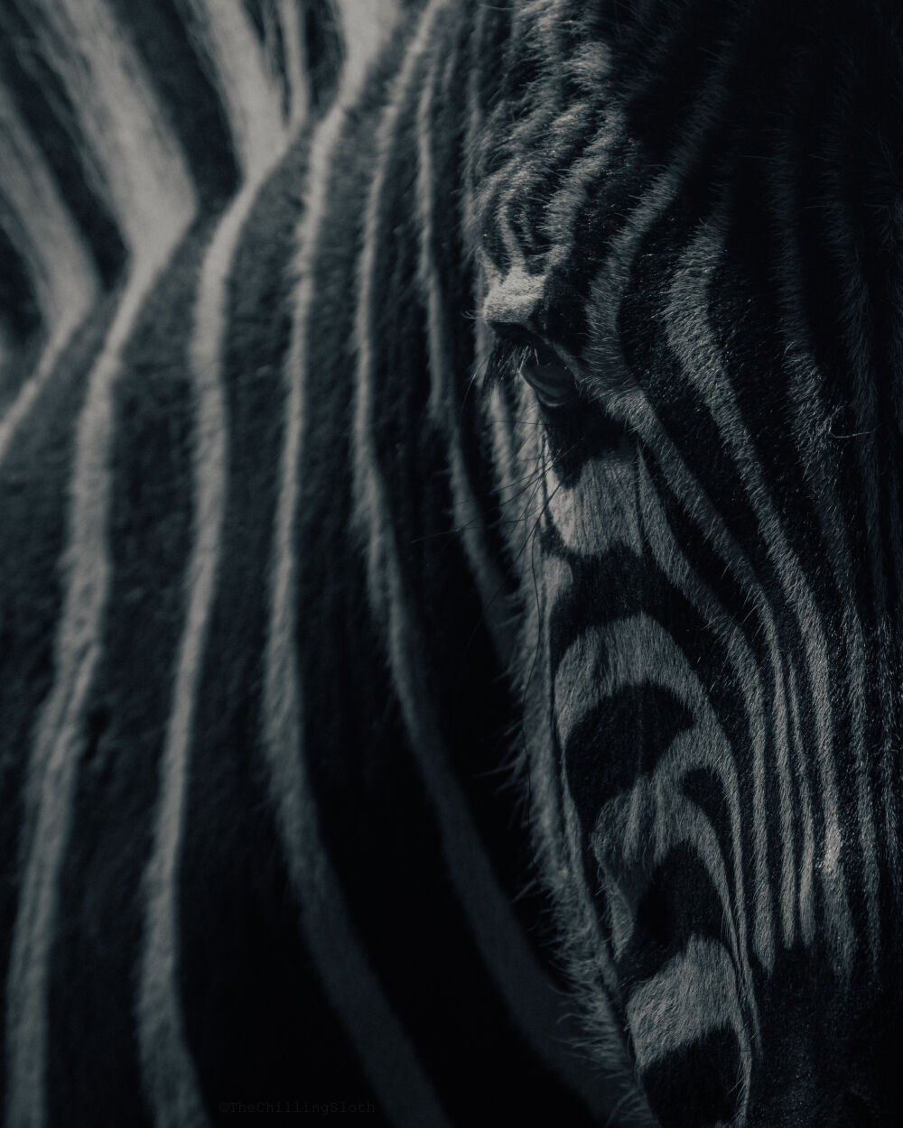 Zebra B/W