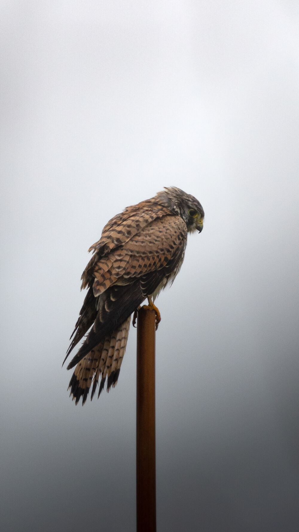 Kestrel