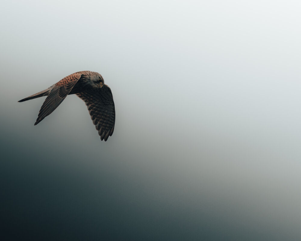 Common Kestrel