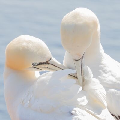 Gannet couple