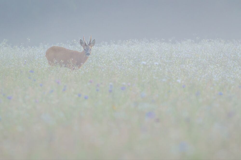 Reebok in een bloemenveld in de mist