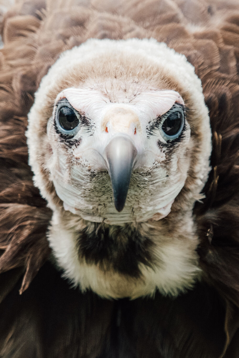 Staredown with a vulture