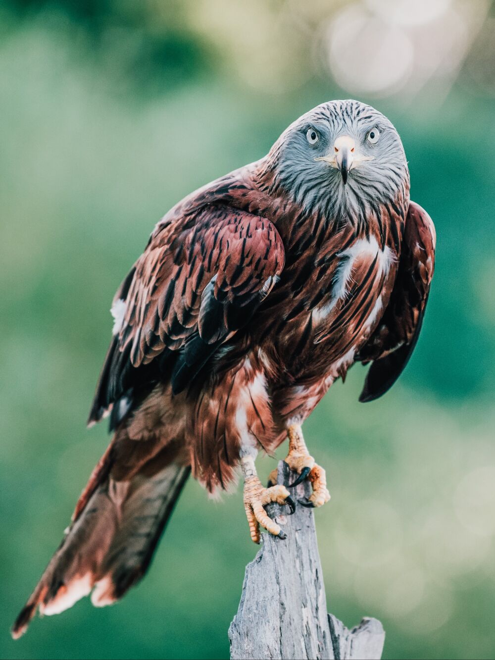 Red Kite