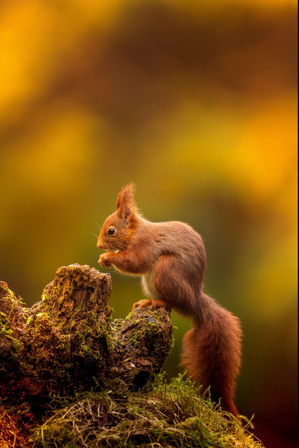 Een gekleurde herfst in het bos met een Eekhoorn