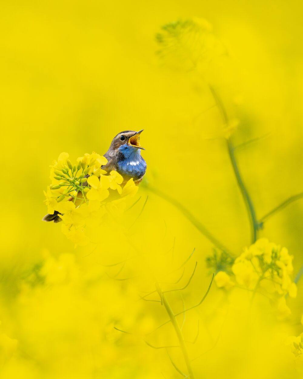 Blauwborst in Koolzaad