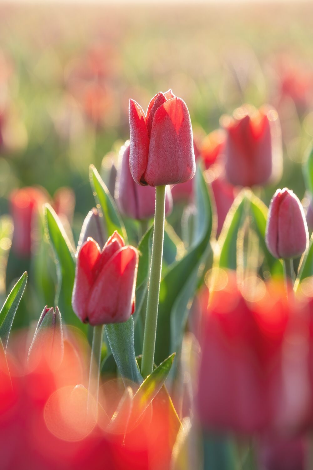 Bloemen - Rode tulpen bij zonsopkomst