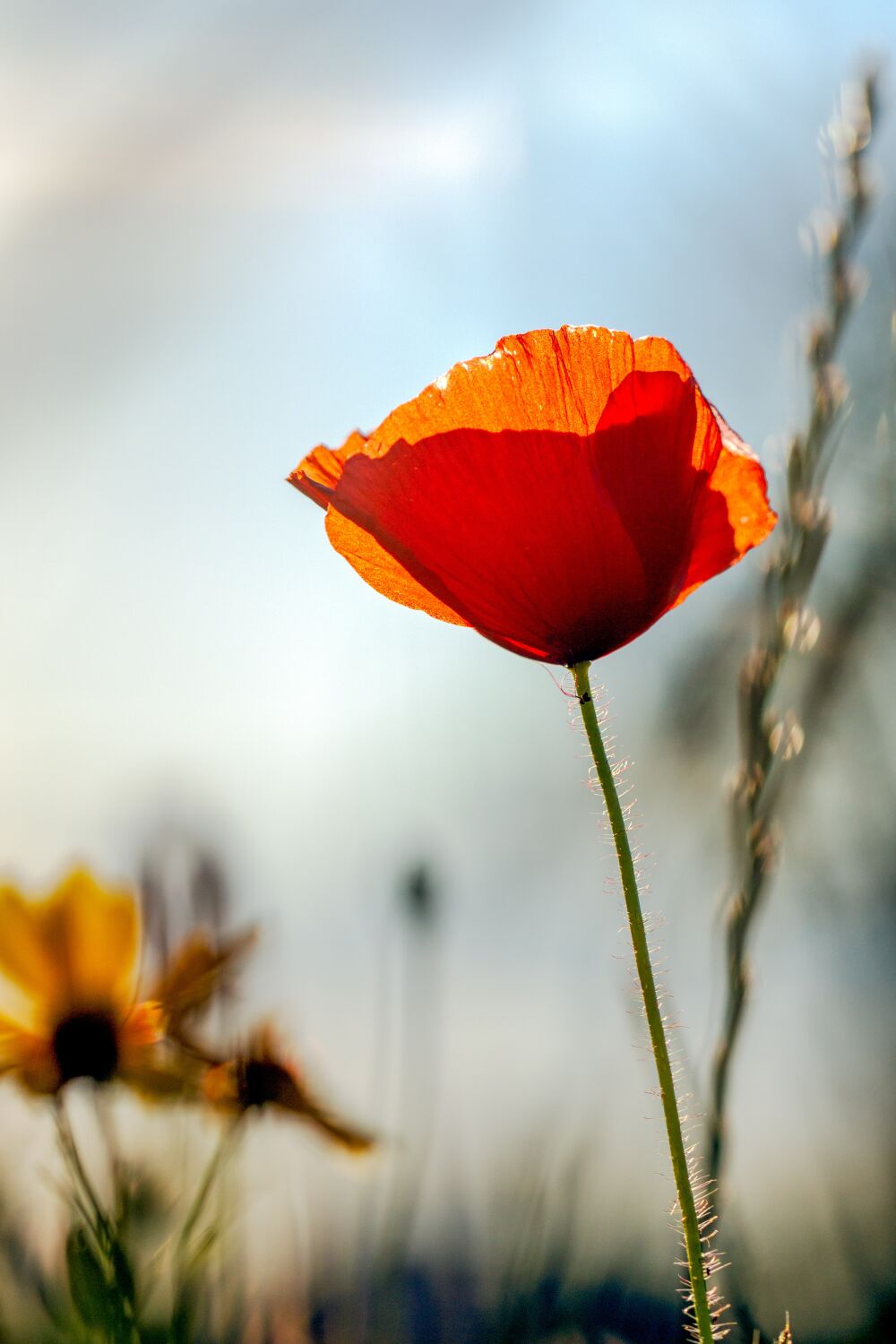 Papaverbloem bij zonsondergang