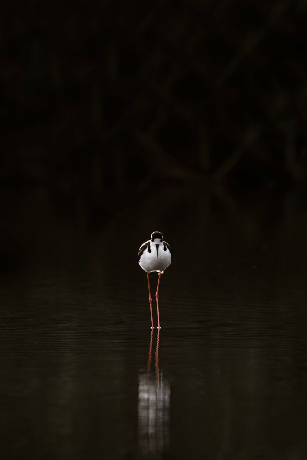 Stilte in het Water - Vogel op Spiegelend Meer