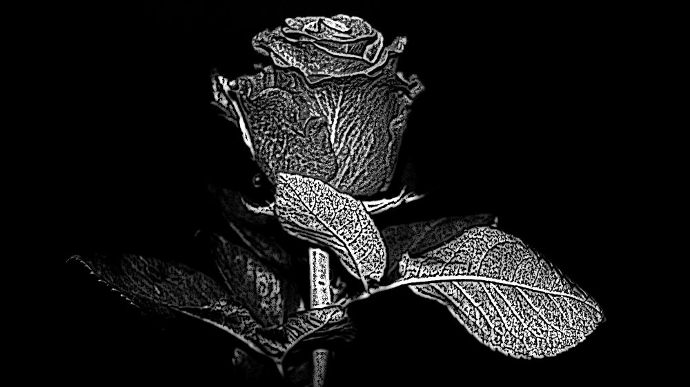 Black and White Rose