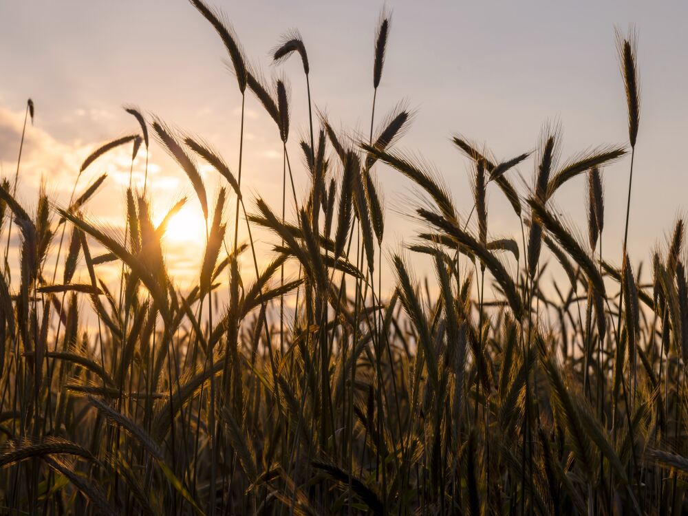 Graan bij ondergaande zon