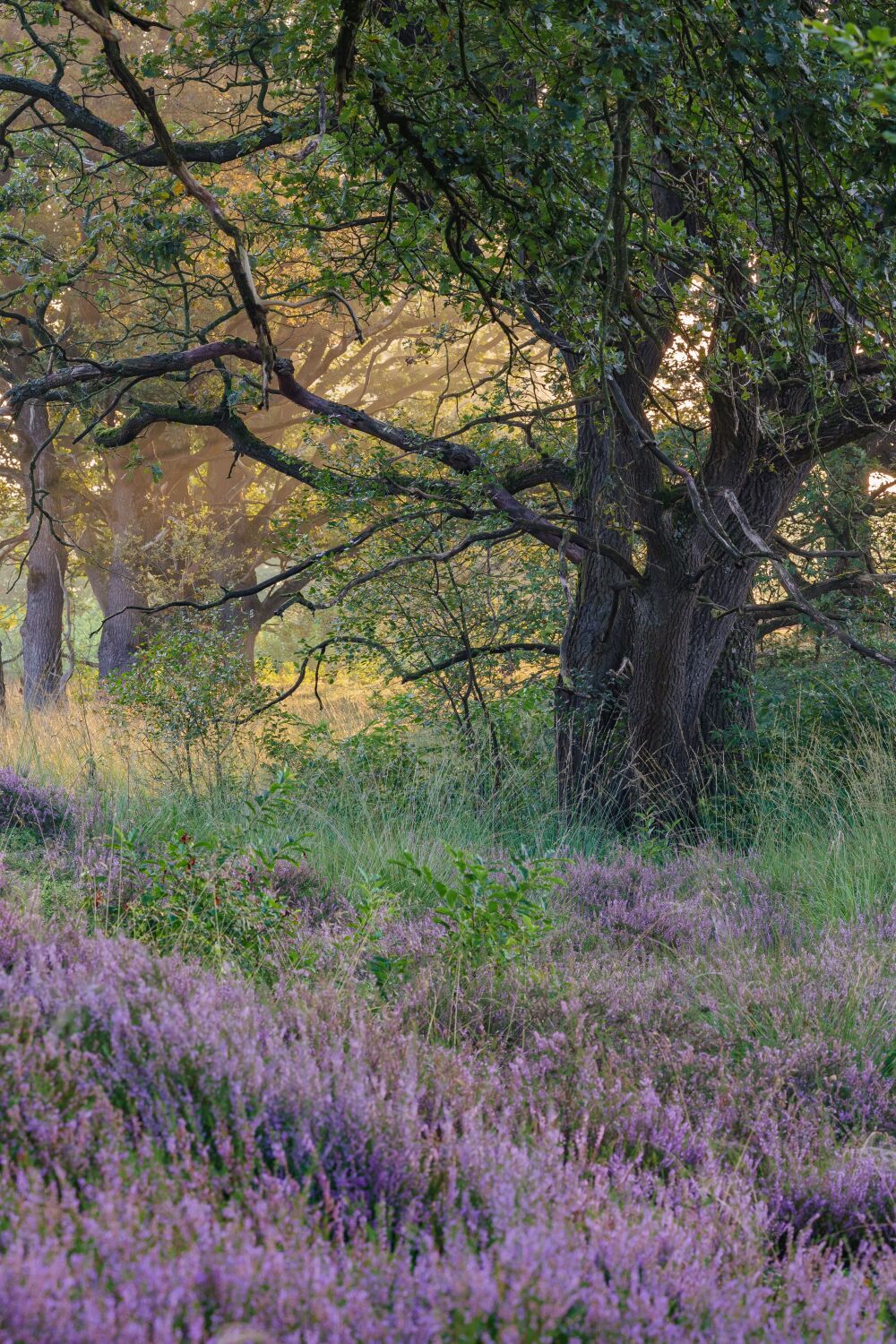 Ochtendlicht op de bloeiende paarse heide van de Sallandse Heuvelrug